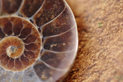 ammonite